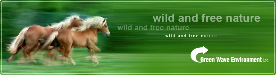 wild and free nature